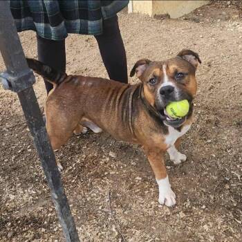 Rescue American Bulldog and English Bulldog Dogs for Adoption in Wadena, Minnesota - Simba | PetCurious