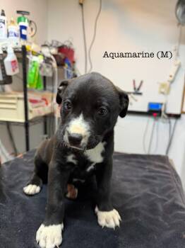 Rescue Pit Bull Terrier Dogs for Adoption in Los Angeles, California - Aquamarine | PetCurious