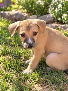 Onion -  Pit Bull Terrier Dog for Adoption in Brownstown, Indiana - Onion | PetCurious
