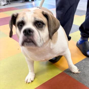 Mixed Breed Dogs Available for Adoption in Philadelphia, Pennsylvania - Pretty | PetCurious