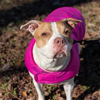 Athena 07-0806 -  Pit Bull Terrier and Pointer Dog for Adoption in Covington, Georgia - Athena 07-0806 | PetCurious