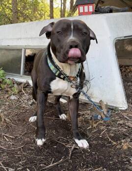 ROMEO -  Pit Bull Terrier Dog for Adoption in Fremont, Ohio - ROMEO | PetCurious