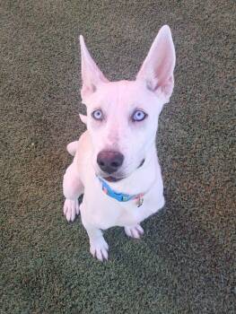 Rescue Siberian Husky and Pit Bull Terrier Dogs for Adoption in Glendale, Arizona - Anaise | PetCurious