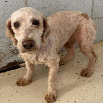 Cockapoo Dogs Available for Adoption - Zella 0944 | PetCurious