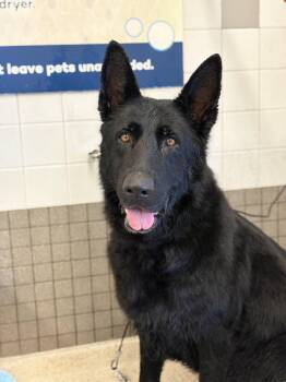 Twilight -  German Shepherd Dog Dog for Adoption in Discovery Bay, California - Twilight | PetCurious