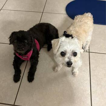 Lexie -  Shih Tzu Dog for Adoption in Alafaya, Florida - Lexie | PetCurious