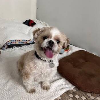Shih Tzu Dogs Available for Adoption in Honesdale, Pennsylvania - Cricket | PetCurious