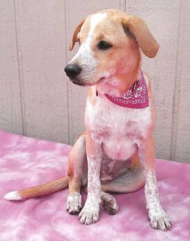GINGER -  Australian Cattle Dog Blue Heeler Dog for Adoption in Olympia, Washington - GINGER | PetCurious