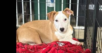 Daisy -  Mixed Breed Dog for Adoption in Papillion, Nebraska - Daisy | PetCurious