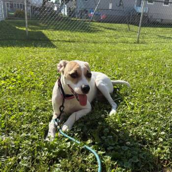 Kitt -  Terrier and Mixed Breed Dog for Adoption in Alma, Wisconsin - Kitt | PetCurious