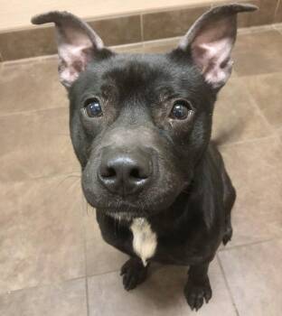 Victor -  Pit Bull Terrier Dog for Adoption in Des Moines, Iowa - Victor | PetCurious