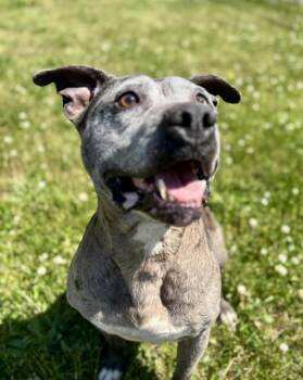 Pit Bull Terrier and Mixed Breed Dogs Available for Adoption in Kalamazoo, Michigan - REMI | PetCurious
