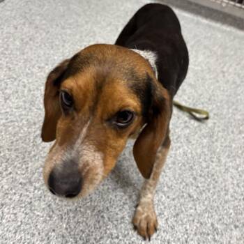 Cake Pop -  Beagle Dog for Adoption in Walker, Michigan - Cake Pop | PetCurious