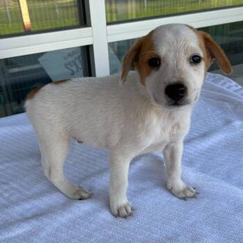 Chaz Michael Michaels -  Terrier and Mixed Breed Dog for Adoption in San Antonio, Texas - Chaz Michael Michaels | PetCurious