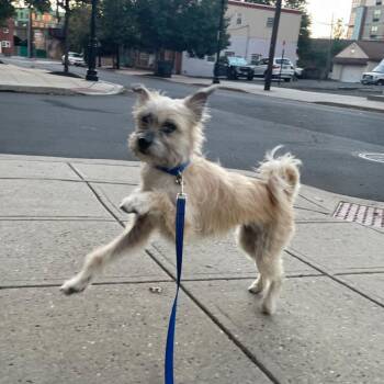 Roselle -  Terrier Dog for Adoption - Roselle | PetCurious
