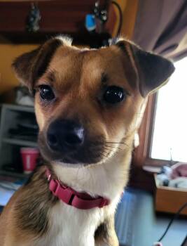Choco -  Chihuahua Dog for Adoption in Worcester, Massachusetts - Choco | PetCurious