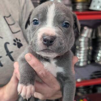 Blake -  Pit Bull Terrier Dog for Adoption in Jefferson City, Tennessee - Blake | PetCurious