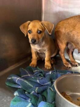 Bratwurst -  Chihuahua and Mixed Breed Dog for Adoption in Morton Grove, Illinois - Bratwurst | PetCurious