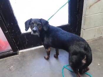 PRINGLES -  Beagle Dog for Adoption in Tulsa, Oklahoma - PRINGLES | PetCurious