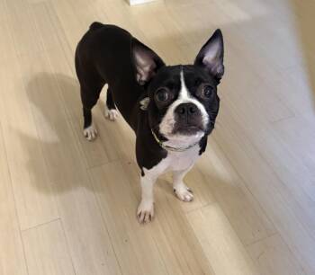 Remi aka Noodle -  Boston Terrier and French Bulldog Dog for Adoption in Riverdale, Iowa - Remi Aka Noodle | PetCurious