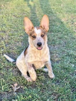 Australian Cattle Dog Blue Heeler and Shepherd Dogs Available for Adoption - Hazel | PetCurious