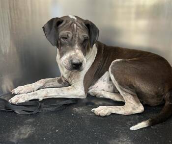 Rescue Hound Dogs for Adoption in San Antonio, Texas - TINA | PetCurious