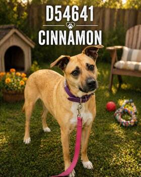 Mixed Breed Dogs Available for Adoption in Clarksville, Tennessee - Cinnamon | PetCurious