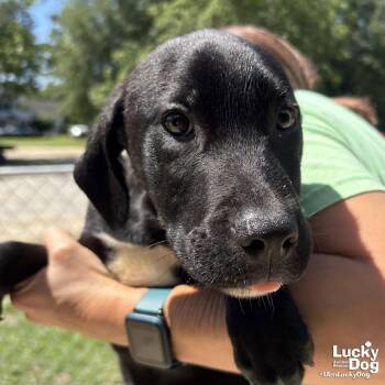 Vader -  Labrador Retriever Dog for Adoption in Washington, District Of Columbia - Vader | PetCurious