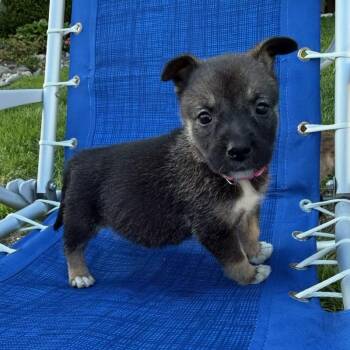 Cucumber -  Pit Bull Terrier Dog for Adoption in Newark, New Jersey - Cucumber | PetCurious
