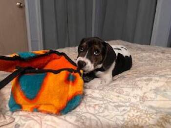 Skippy -  Hound Dog for Adoption in Colonial Heights, Virginia - Skippy | PetCurious