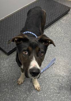 Rescue Hound Dogs for Adoption in Morristown, Tennessee - Zayn | PetCurious