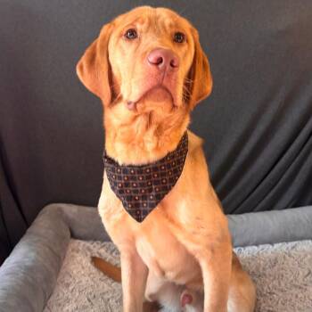 Yellow Labrador Retriever Dogs Available for Adoption - Kyle | PetCurious