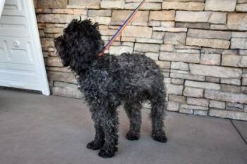 Albert -  Poodle and Mixed Breed Dog for Adoption in Yakima, Washington - Albert | PetCurious