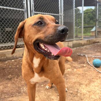 Sassy -  Black Mouth Cur Dog for Adoption in Melbourne, Arkansas - Sassy | PetCurious