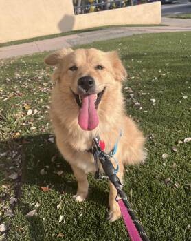 Jindo Dogs Available for Adoption - Stardust | PetCurious