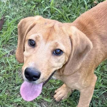 Little Copper (20260915-10) -  Coonhound Dog for Adoption in Niagara Falls, Ontario - Little Copper (20260915-10) | PetCurious