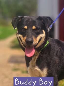 Buddy Boy -  German Shepherd Dog Dog for Adoption in Walthill, Nebraska - Buddy Boy | PetCurious