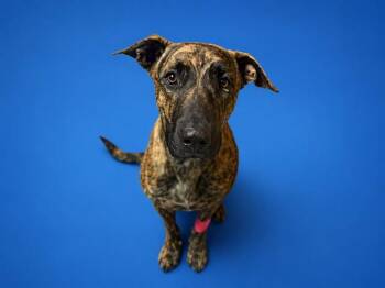 MELLO -  Sheep Dog Dog for Adoption in Doral, Florida - MELLO | PetCurious