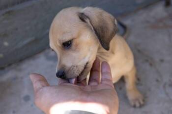 Bandit -  Dachshund and Chihuahua Dog for Adoption in Santa Rosa, California - Bandit | PetCurious