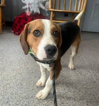 Beagle Dogs Available for Adoption - Opie Cs | PetCurious