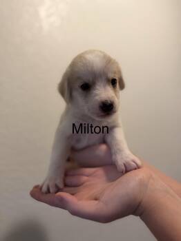 Anatolian Shepherd and Great Pyrenees Dogs Available for Adoption - Milton  | PetCurious