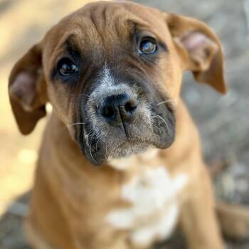 English Bulldog and Mixed Breed Dogs Available for Adoption - Piper  | PetCurious