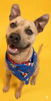 Mixed Breed Dogs Available for Adoption - TOBASCO | PetCurious