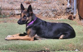 Serena -  German Shepherd Dog Dog for Adoption in Rancho Cucamonga, California - Serena | PetCurious