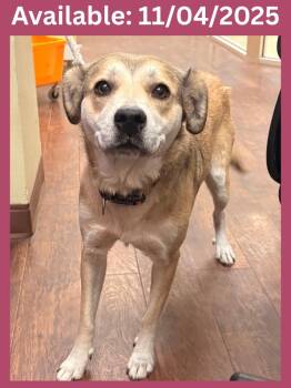 Rescue Husky and Mixed Breed Dogs for Adoption in Greenville, Texas - Dog Kennel #1 Honey | PetCurious