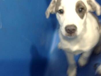 Mixed Breed Dogs Available for Adoption in Dallas, Texas - BINGO | PetCurious