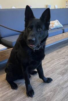 German Shepherd Dog Dogs Available for Adoption in Tolland, Connecticut - Maverick 2.0 | PetCurious
