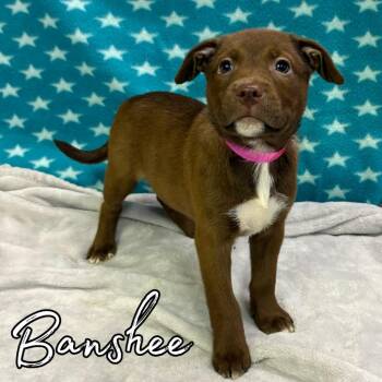 Banshee -  Retriever and Mixed Breed Dog for Adoption in Hillsboro, Ohio - Banshee | PetCurious