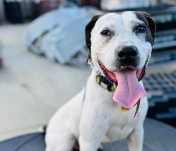 Rescue Mixed Breed and Pit Bull Terrier Dogs for Adoption in Richmond, Virginia - Stone | PetCurious