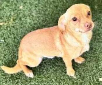 Miller -  Dachshund and Chiweenie Dog for Adoption in Tifton, Georgia - Miller | PetCurious